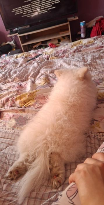 Померан на 4 месеца