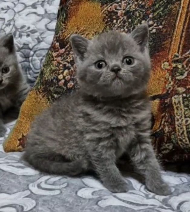 Продаются чистокровные Британцы