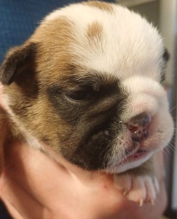 Щенки английского  бульдога