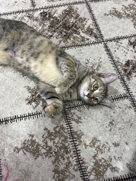 Котенок в добрые руки