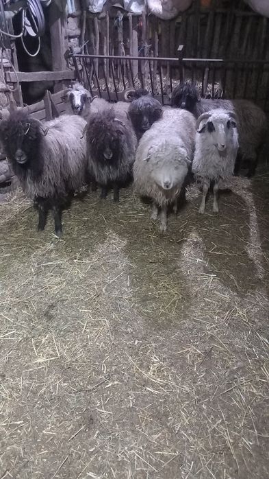 Vând 8 oiiiiiiiiiii