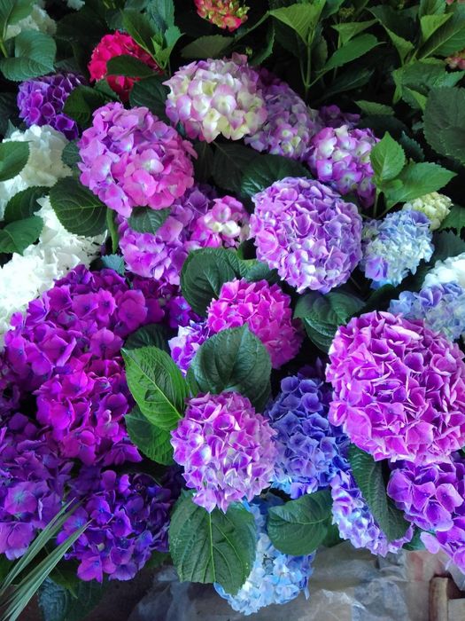 Ruloniy gazon ekish xizmati