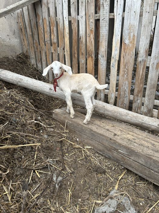 Козленок нубий породы мальчик