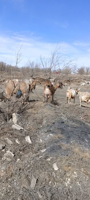 Продается Козлик