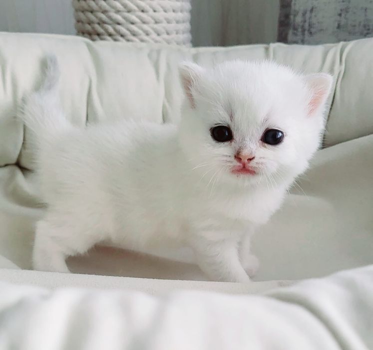 Британские котята