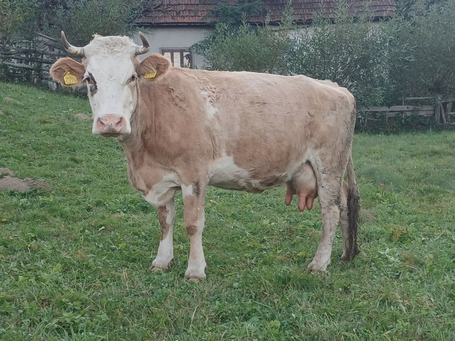 Vaca buna de lapte