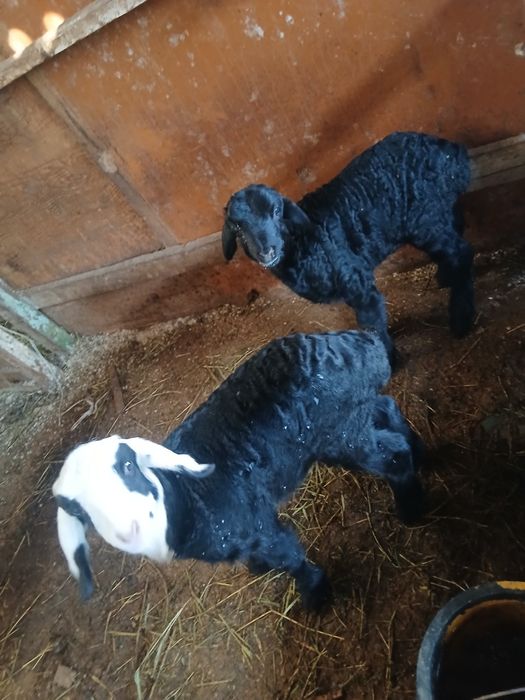 Егизак барачала. сотилади