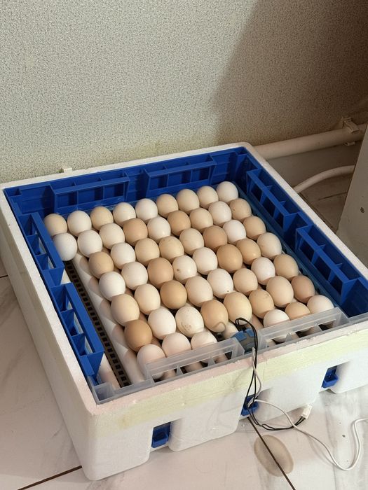 Яйца для инкубатора