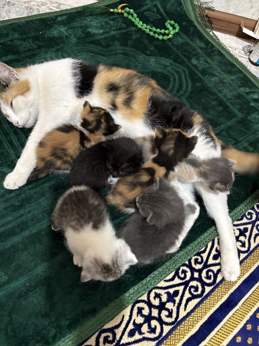 кошка бесплатно 6 шт