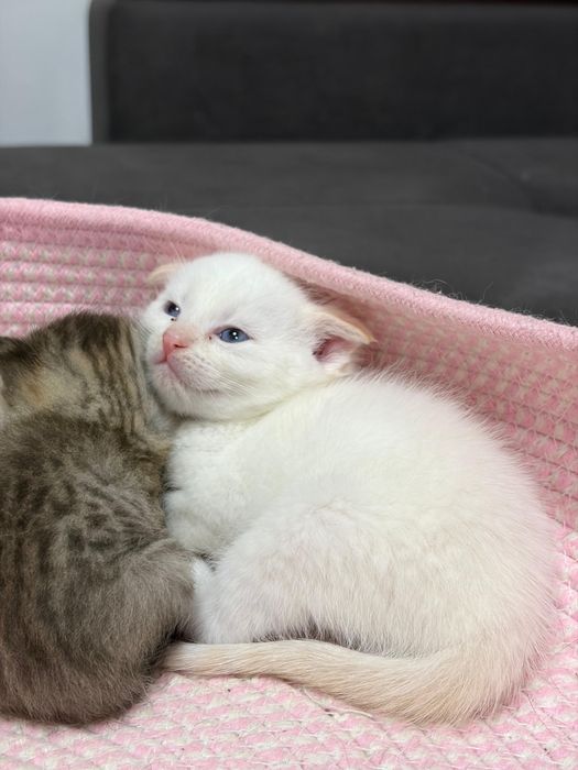 Котята маличики вислаухие