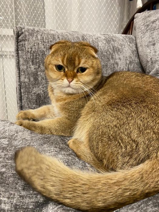 Отдам кота в добрые руки