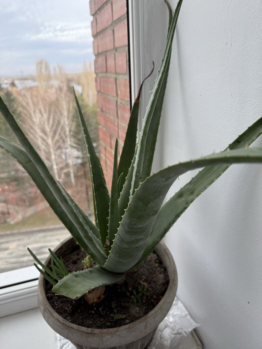 Продам алоэ,(1 снимок 5-летний),2 снимок 3 летний)