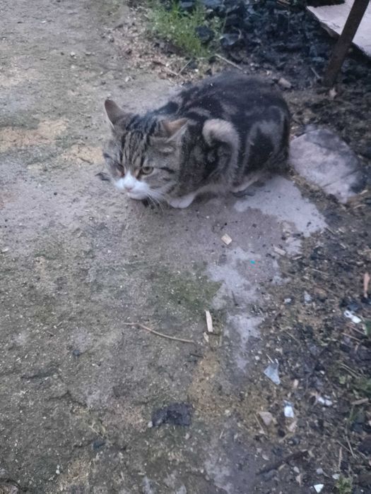 Подарявам котета