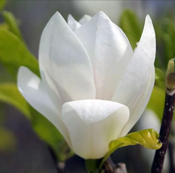 Magnolia Soulangena -Alba Superba