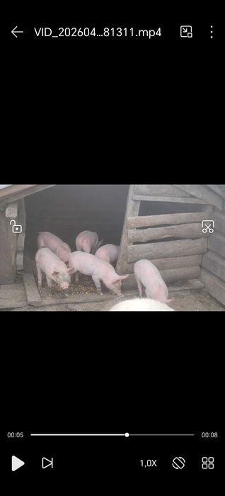 Прасенца ландрас