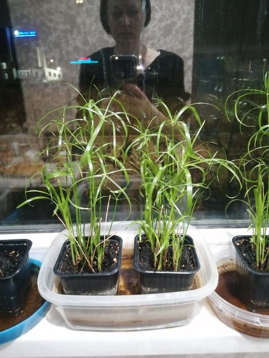 Циперус (болотная пальма )