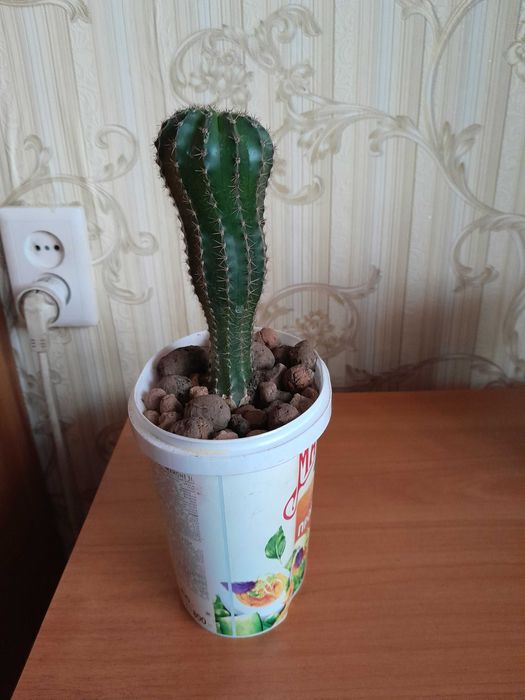 Кактус среднего размера продам