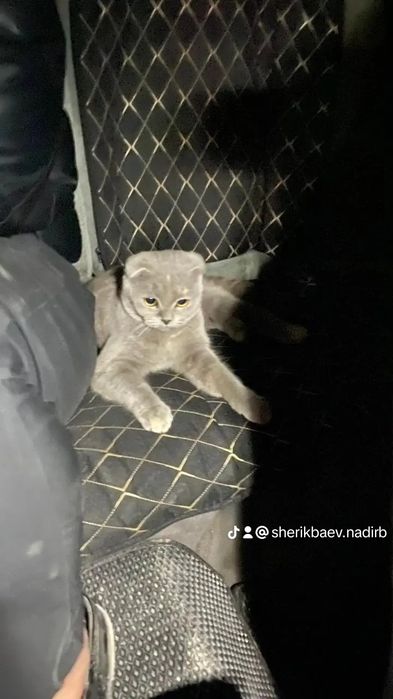 Шотландский кошка