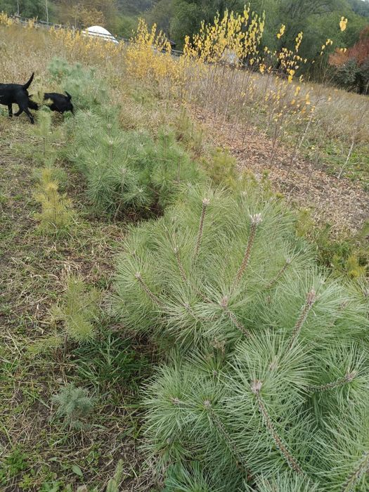 Сосна ёлочки от 60до 90 см