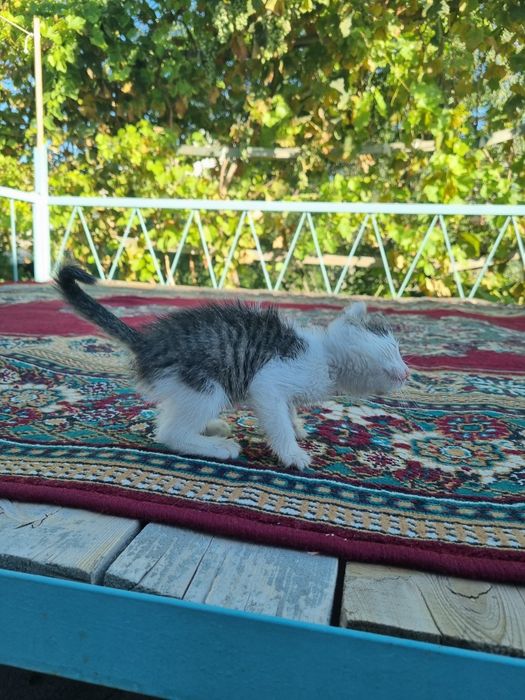 Котенок бесплатно