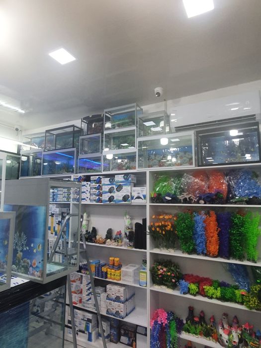 Akvarium va baliq Dõkoni sergili