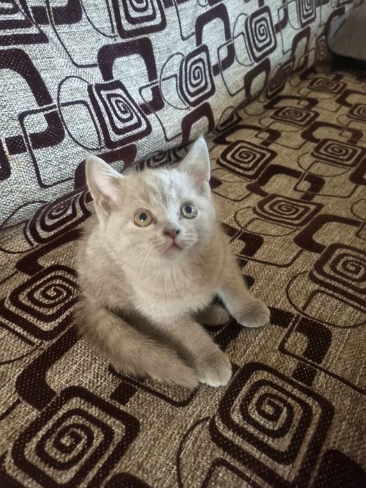 Котёнок Скотиш Страйт