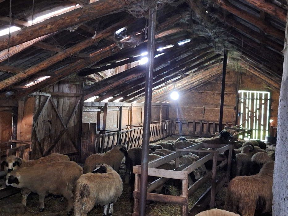 Berbecuti de vanzare