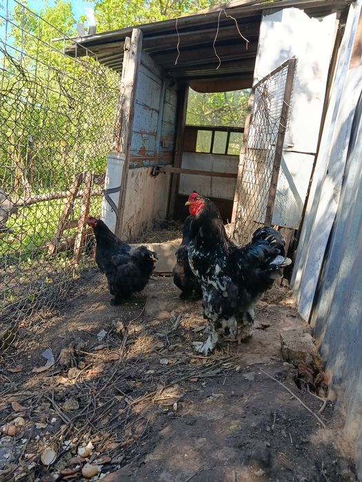 Петух народы брама.