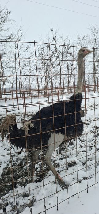 Vand struti prereproducatori