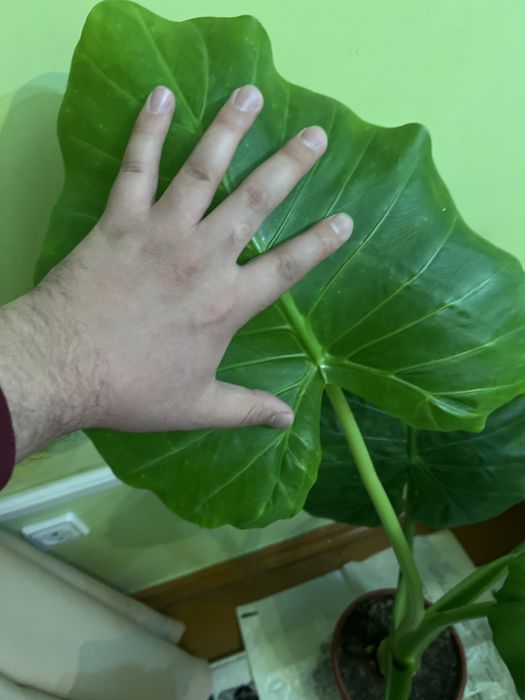 Arma sotiladi holati yaxshi