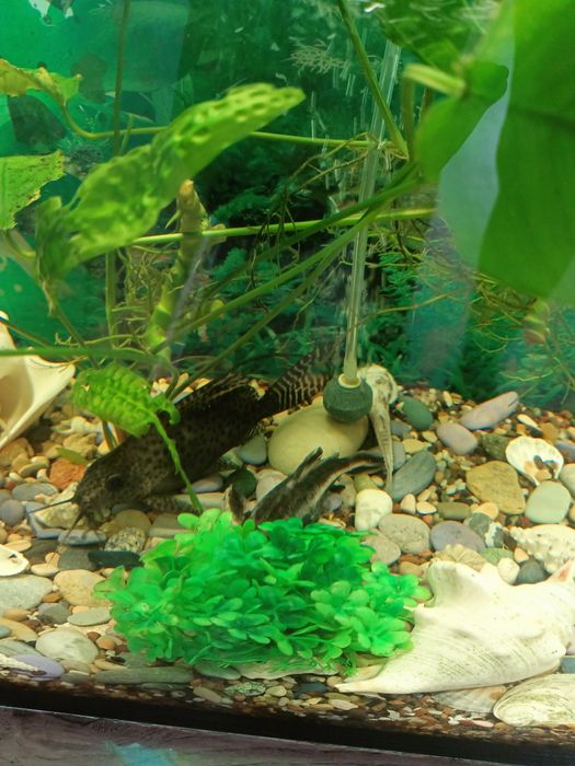 Продам действующий аквариум в сборе