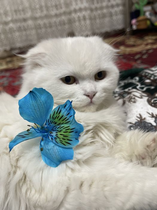 Мушук сотилади жуда акилиг чиройлиг ва хали кичиг