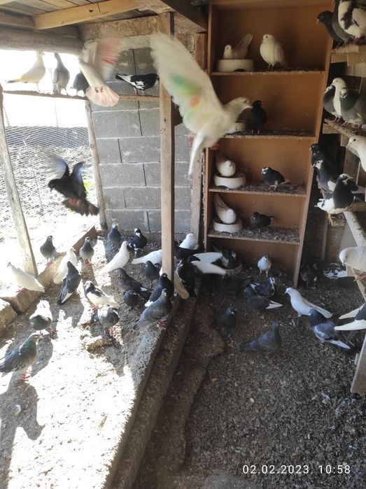 Продавам Пазарджишки гълъби