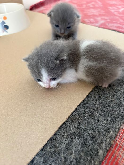 Отдам котят в добрые руки!