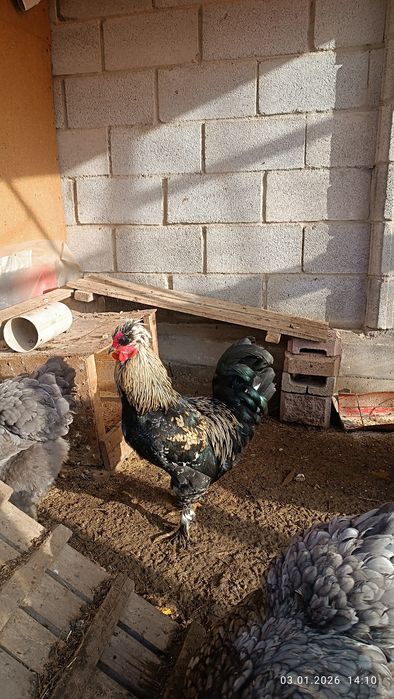 Продам петуха 6 мес