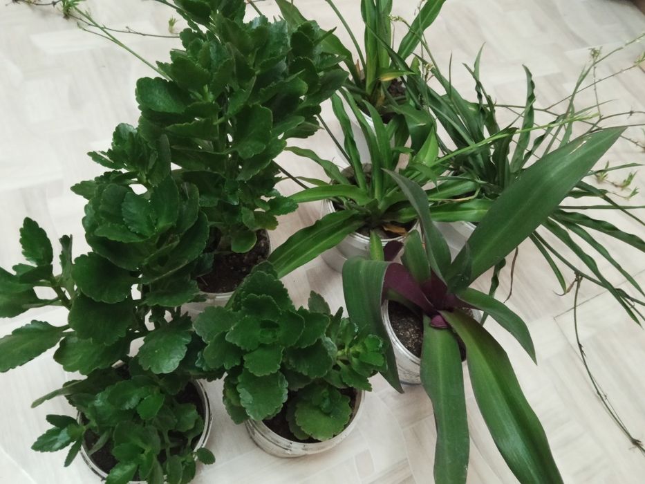 Продаю комнатные цветы