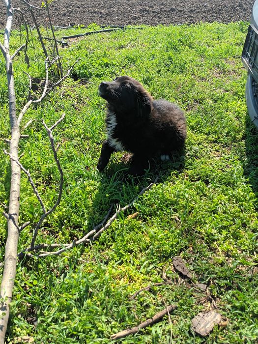 Donez căței talie medie