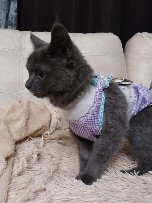 Ищем дом кошечке