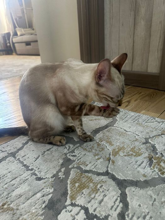 Отдам котенка бенгальский линкс