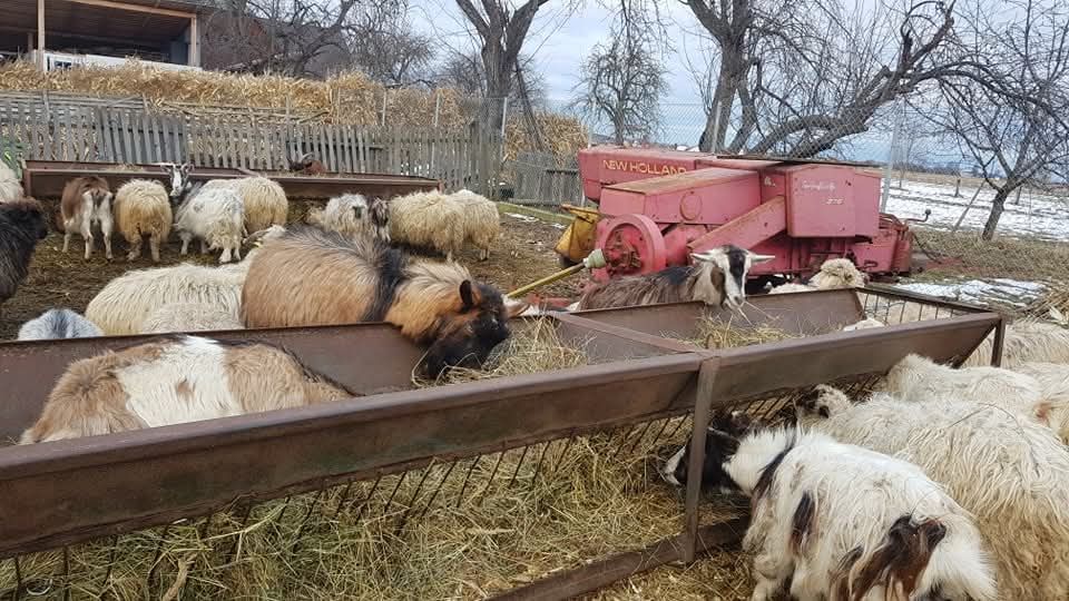 100 de oi si capre la un loc