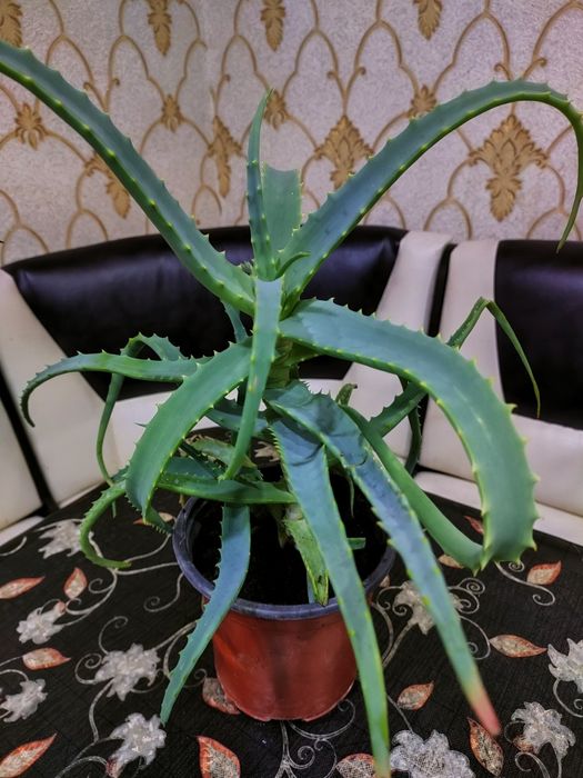 Лечебное алоэ, каланхоэ. Доставка