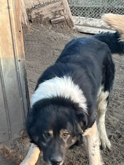 Ciobănesc de Bucovina