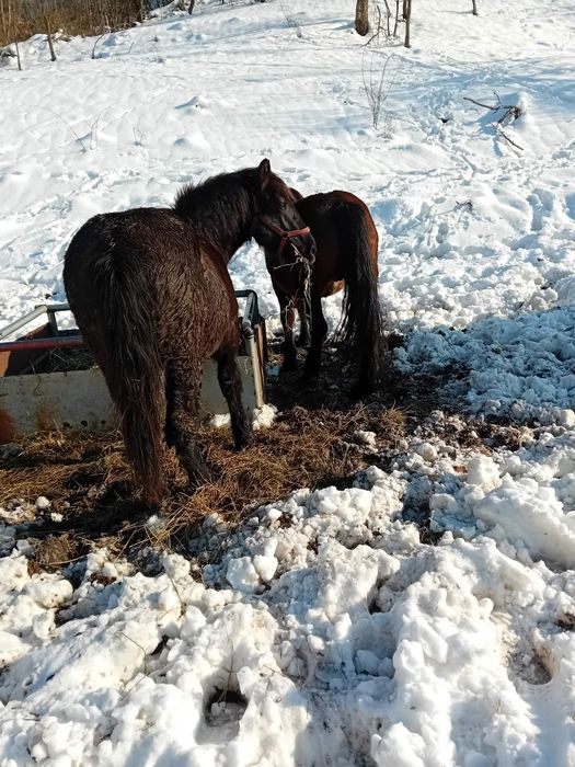 Mânz semigreu de vanazare