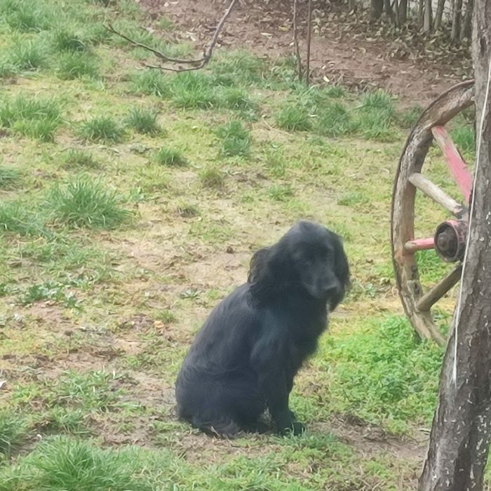 Куче кокер шпаньол за подробности пишете