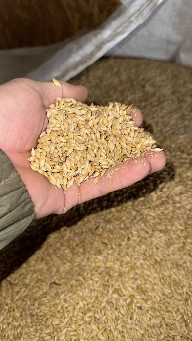 Orzoaica de primavara pentru semanat