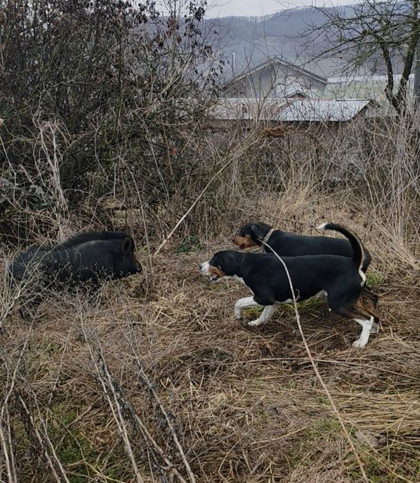 Ardelenesc laika&copoi