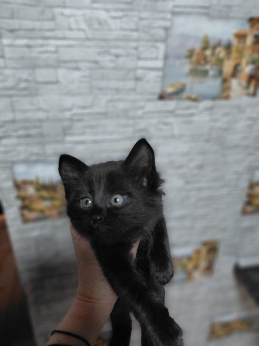 Отдам котят в хорошие руки