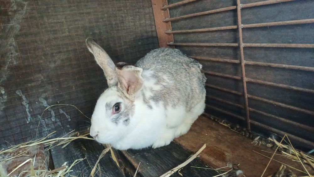 Продам кроликов микс