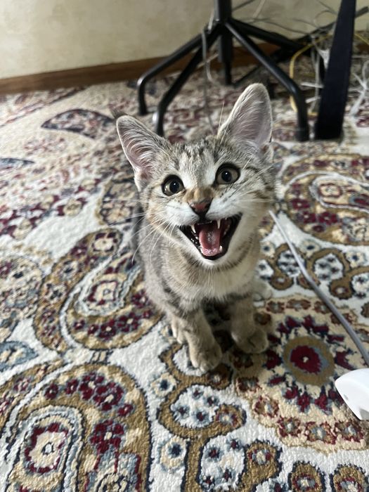 Котенок в добрые руки