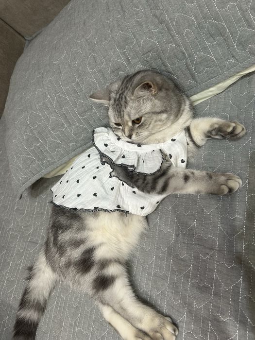 шотландская кошка.